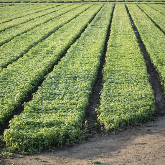 Photographic documentation of a plant for intensive cultivation of the basil plant